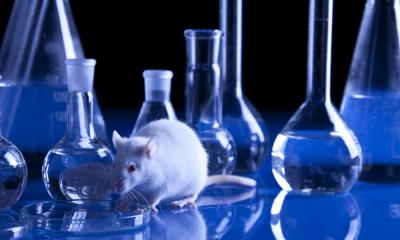 Riconoscere i trucchi non testati su animali