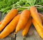 Olio di carota, le proprietà cosmetiche