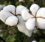 Olio di cotone per la cura della tua pelle!