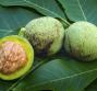 Polvere di mallo di noce per tingere i capelli