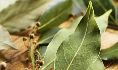 Alloro, le proprietà terapeutiche e gli usi