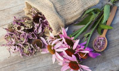 Echinacea, le proprietà