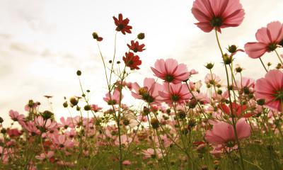 Fiori di Bach per l'ansia