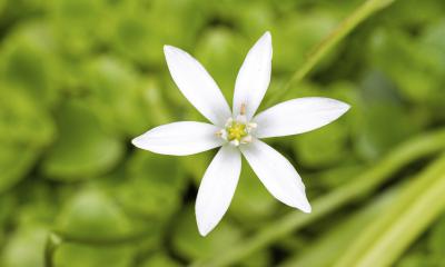 Fiori di Bach, rescue remedy