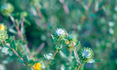 Grindelia contro tosse e catarro