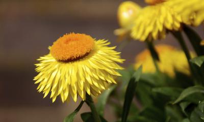 Olio essenziale di elicriso, le proprietà