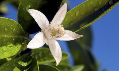 Olio essenziale di neroli, le proprietà