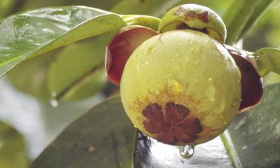 Rimedi naturali contro il colesterolo alto