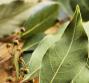 Alloro, le proprietà terapeutiche e gli usi