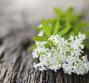 Asperula, le proprietà​
