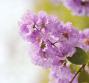 Banaba, l'insulina verde contro l'iperglicemia