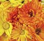 Calendula, tutti i benefici