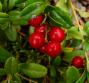 Curare la cistite con l'uva ursina