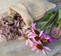 Echinacea, le proprietà
