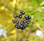 Ginseng siberiano: quali proprietà?