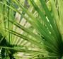 La serenoa repens, toccasana per le vie urinarie
