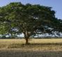 Le proprietà curative dell'olio essenziale di Copaiba