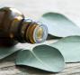 ​Le proprietà balsamiche dell'olio essenziale di eucalipto