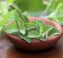 Stevia, dolcificante naturale