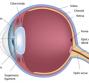 Cornea
