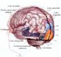 Corteccia visiva 