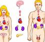 Sistema endocrino