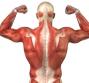 Muscoli