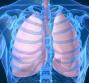 Pleura