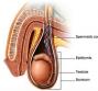 Testicoli