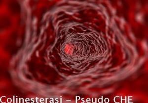 Colinesterasi – Pseudo CHE