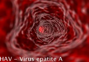 HAV – Virus epatite A