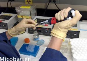 Micobatteri in campioni biologici