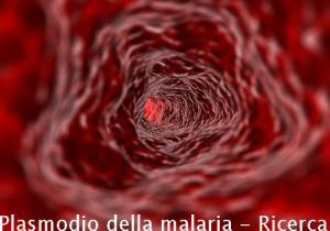 Plasmodio della malaria - Ricerca