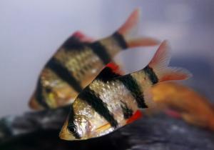 Diplopia