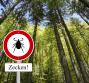 Malattia di Lyme