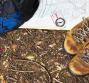Orienteering
