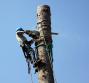 Tree climbing