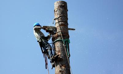 Tree climbing
